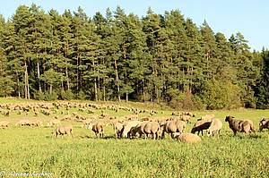 Große Schafherde auf grüner Wiese